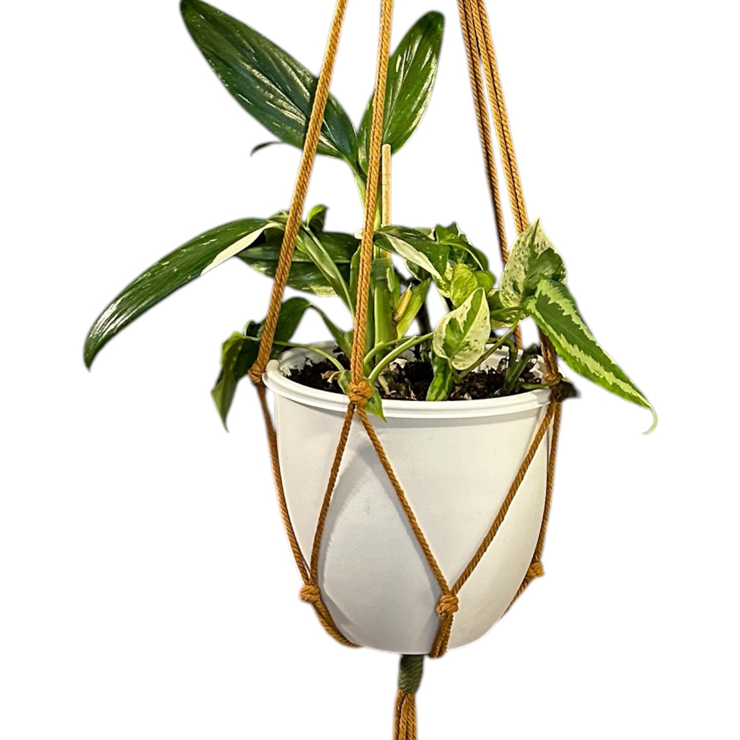 Plant Hanger | Knots