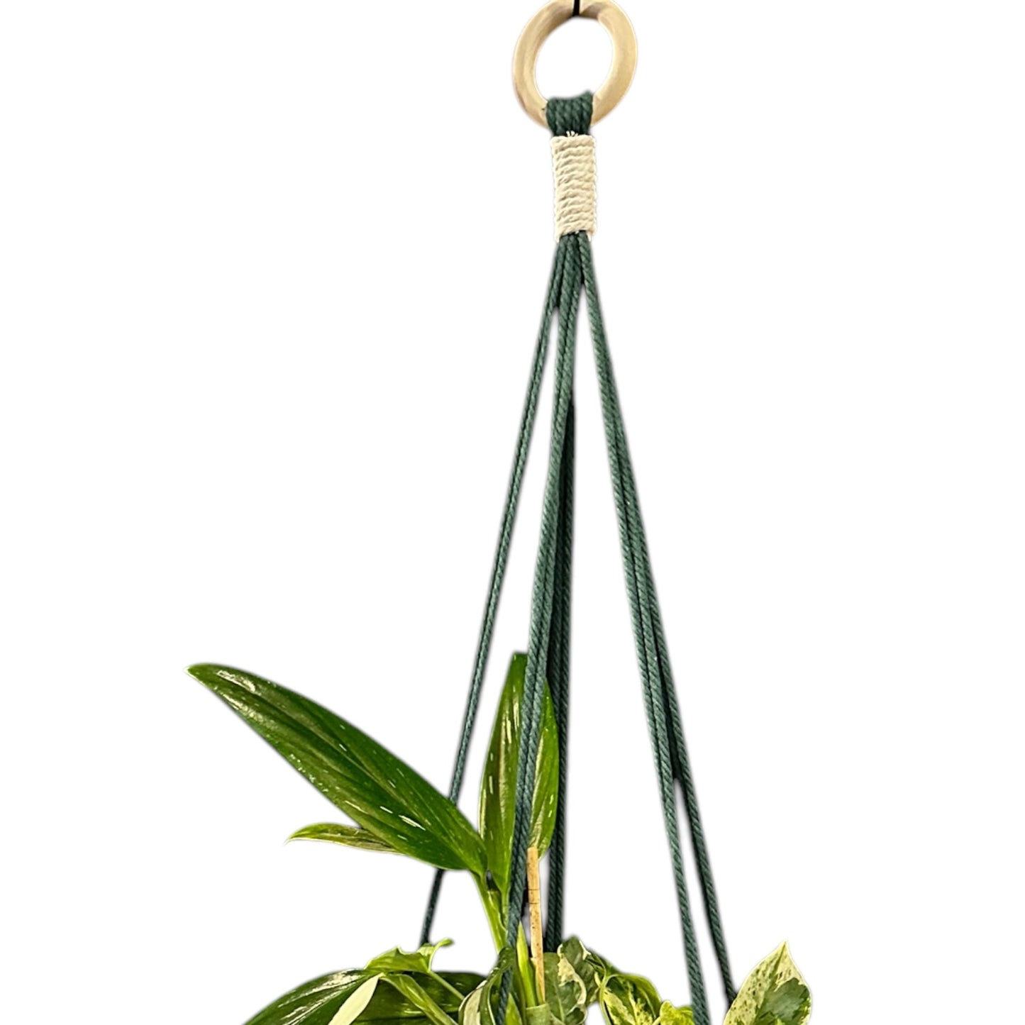 Plant Hanger | Knots