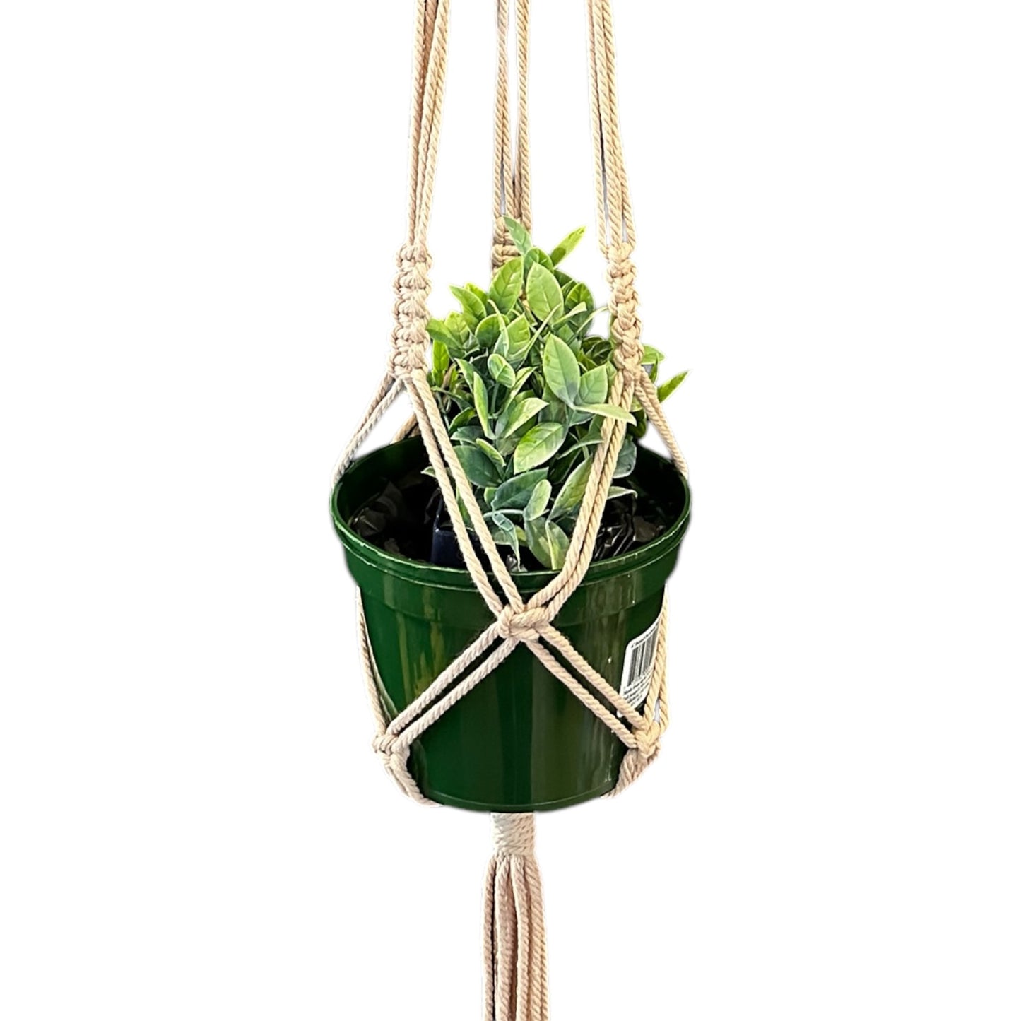 Plant Hanger | Basic