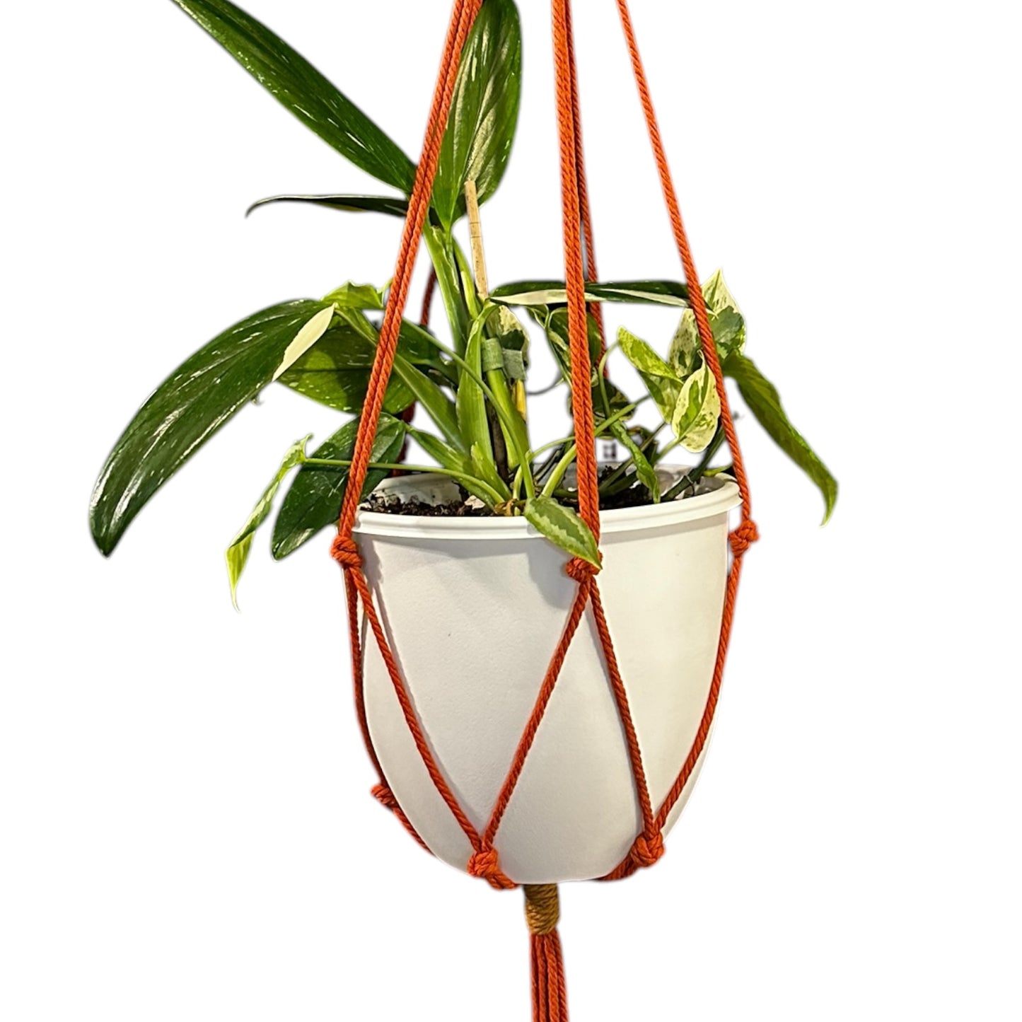 Plant Hanger | Knots