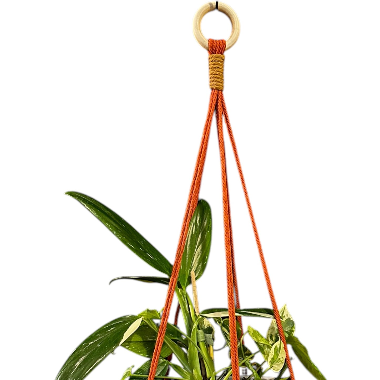 Plant Hanger | Knots