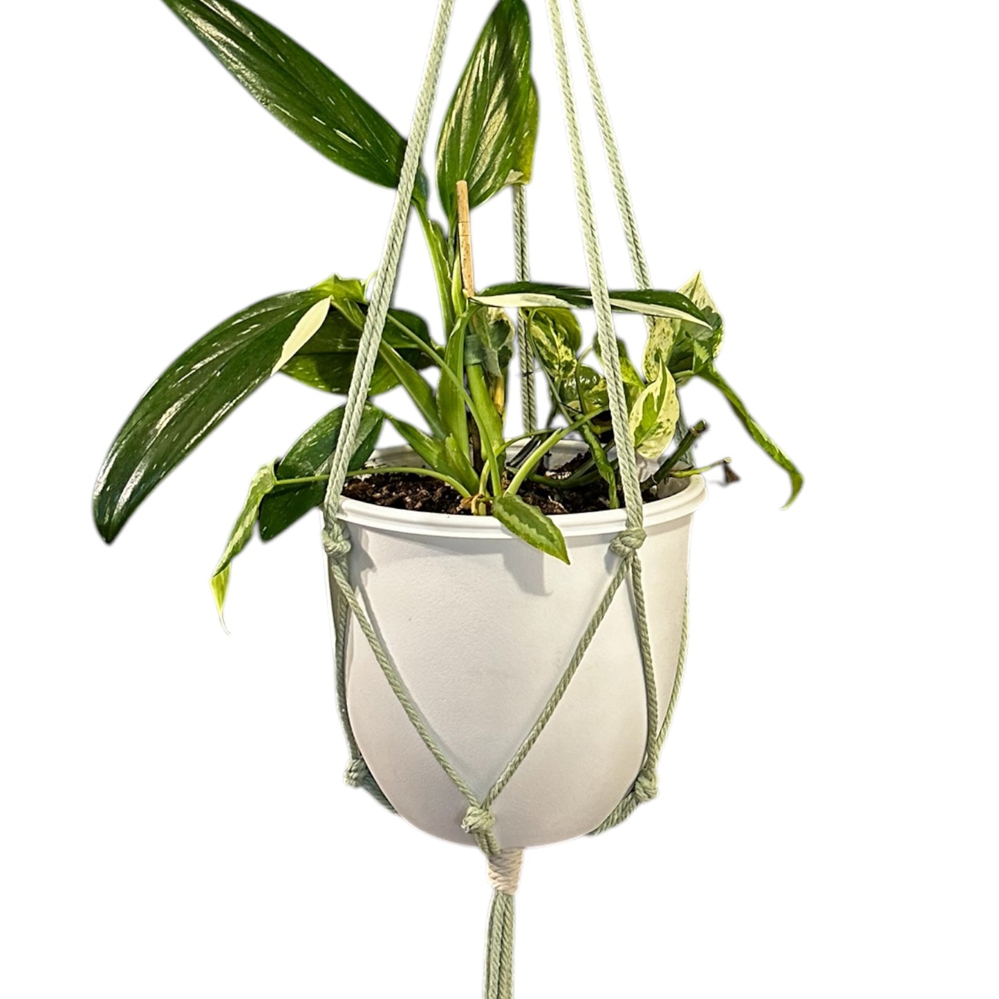 Plant Hanger | Knots