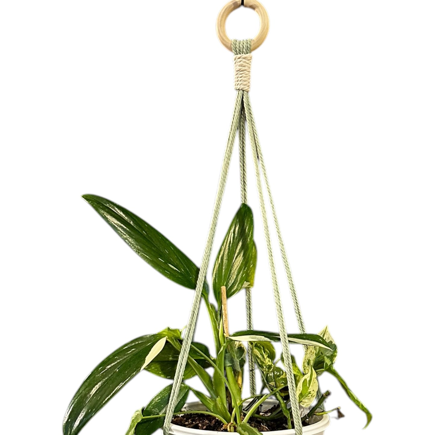 Plant Hanger | Knots