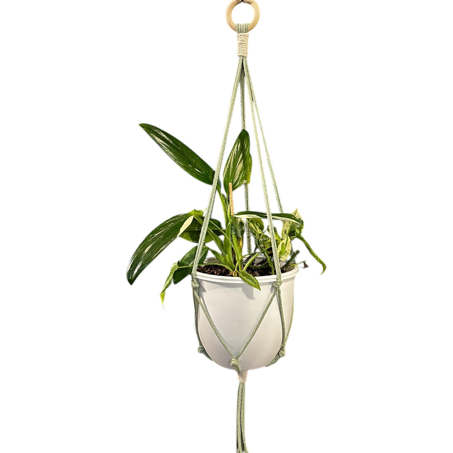 Plant Hanger | Knots