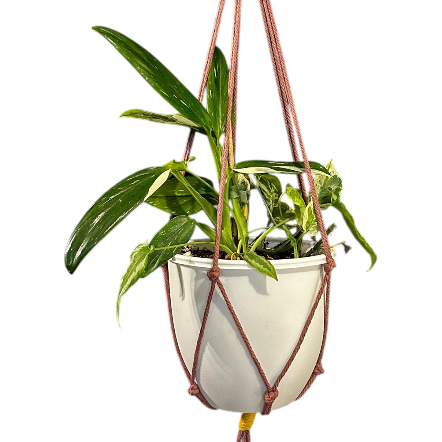 Plant Hanger | Knots